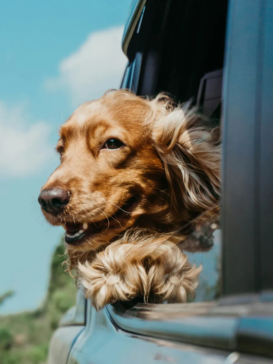 Un cocker à la fenêtre d’une voiture, les oreilles au vent